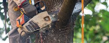 Professional Tree Services in Hewlett, NY