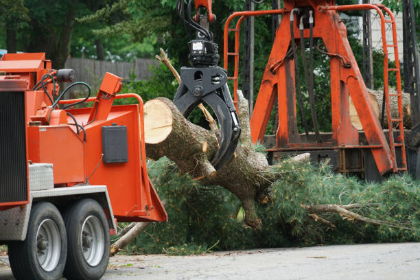How Our Tree Care Process Works  in  Hewlett, NY